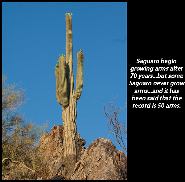 saguaro facts