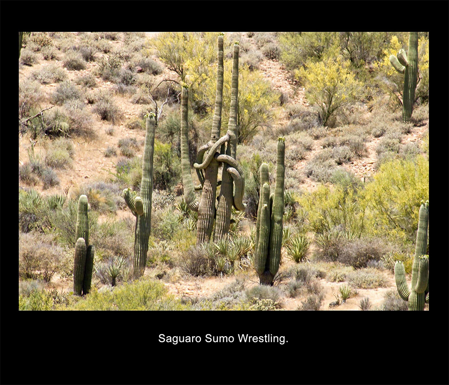 saguaro humor