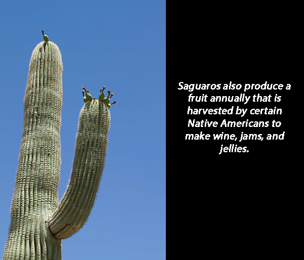 Saguaro Fruit