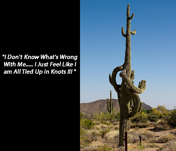 saguaro humor
